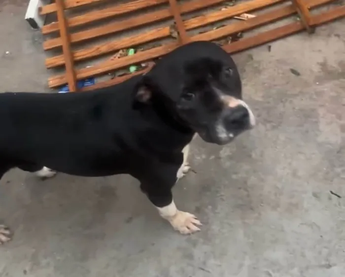 Cachorro ra a Pit-Bull idade 2 anos nome Mimosa
