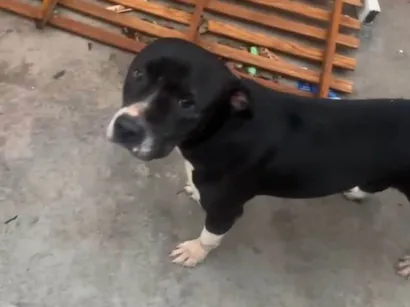 Cachorro raça Pit-Bull idade 2 anos nome Mimosa