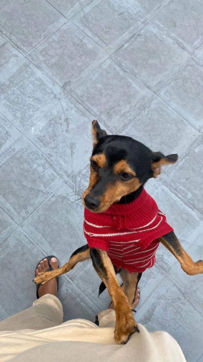 Cachorro ra a SRD-ViraLata idade 1 ano nome Dom