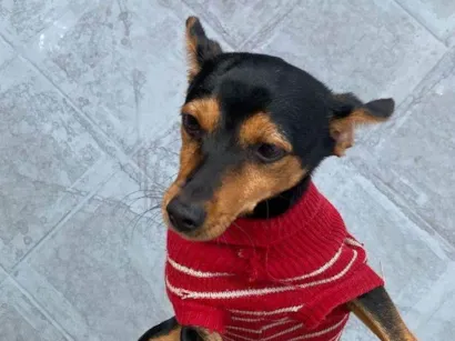 Cachorro raça SRD-ViraLata idade 1 ano nome Dom 