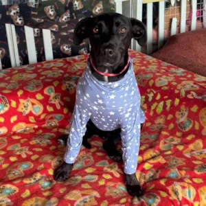 Cachorro raça SRD-ViraLata idade 6 ou mais anos nome Sebastian 