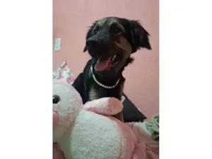 Cachorro raça SRD-ViraLata idade 2 a 6 meses nome Luna