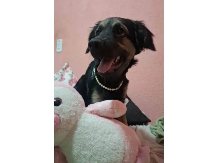 Cachorro ra a SRD-ViraLata idade 2 a 6 meses nome Luna