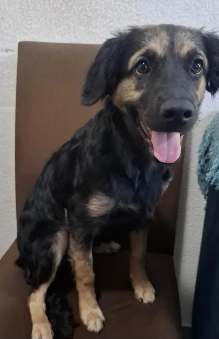 Cachorro ra a SRD-ViraLata idade 2 a 6 meses nome Luna