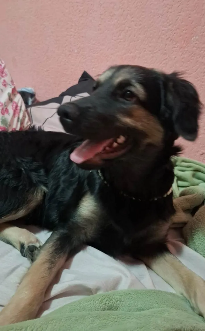 Cachorro ra a SRD-ViraLata idade 2 a 6 meses nome Luna
