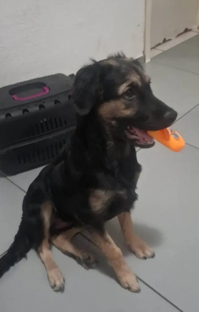 Cachorro ra a SRD-ViraLata idade 2 a 6 meses nome Luna