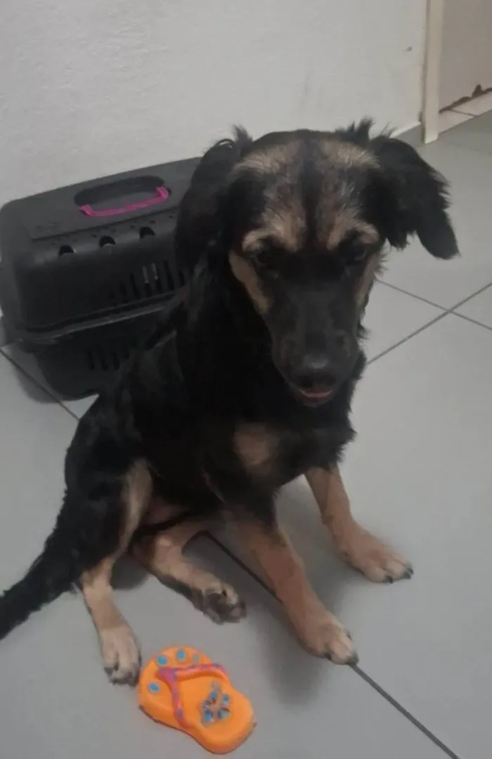 Cachorro ra a SRD-ViraLata idade 2 a 6 meses nome Luna