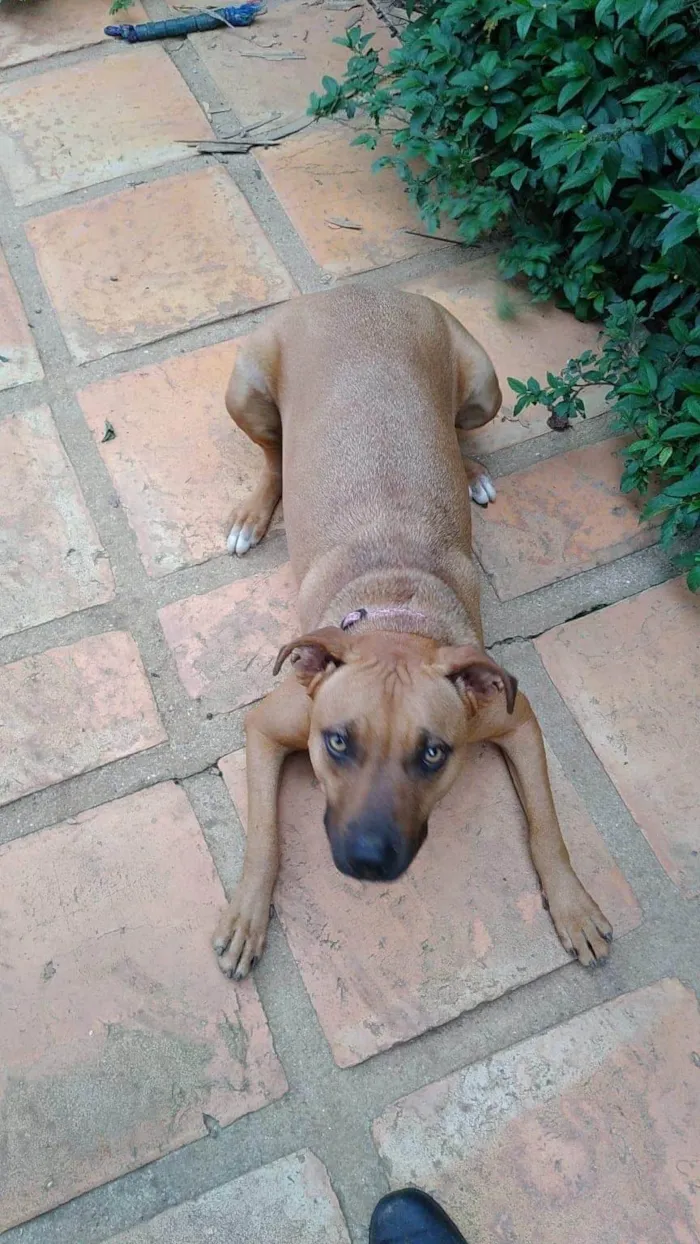 Cachorro ra a Pit-Bull idade 3 anos nome Alexia