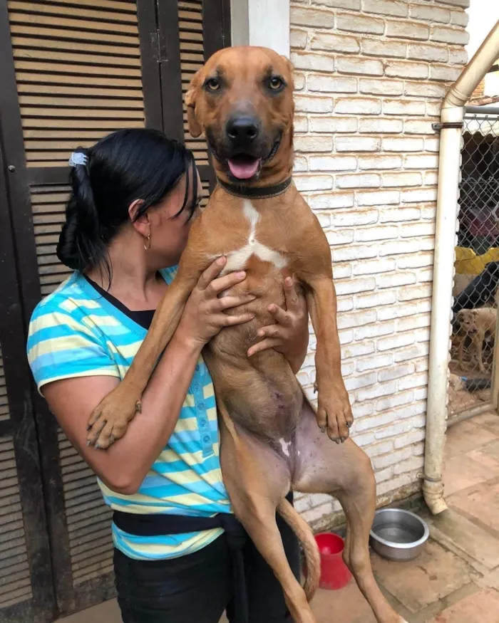 Cachorro ra a Pit-Bull idade 3 anos nome Alexia