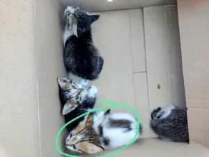 Gato raça SRD-ViraLata idade 2 a 6 meses nome Não tem