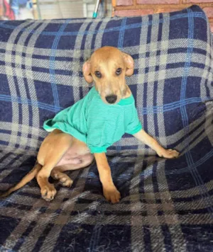 Cachorro raça SRD-ViraLata idade 2 a 6 meses nome Marquin