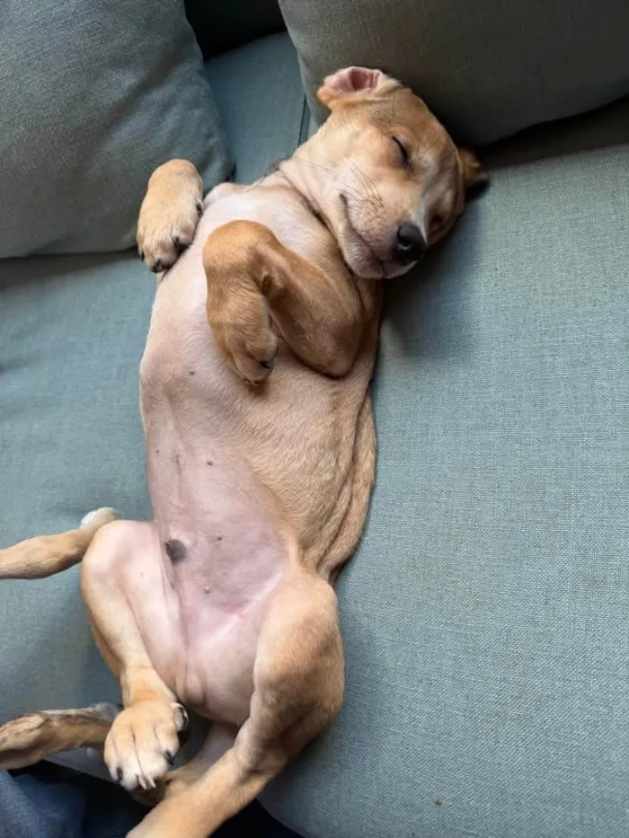Cachorro ra a SRD-ViraLata idade 2 a 6 meses nome Marquin