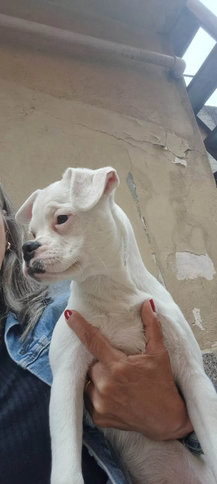 Cachorro ra a SRD-ViraLata idade 2 a 6 meses nome Kyra