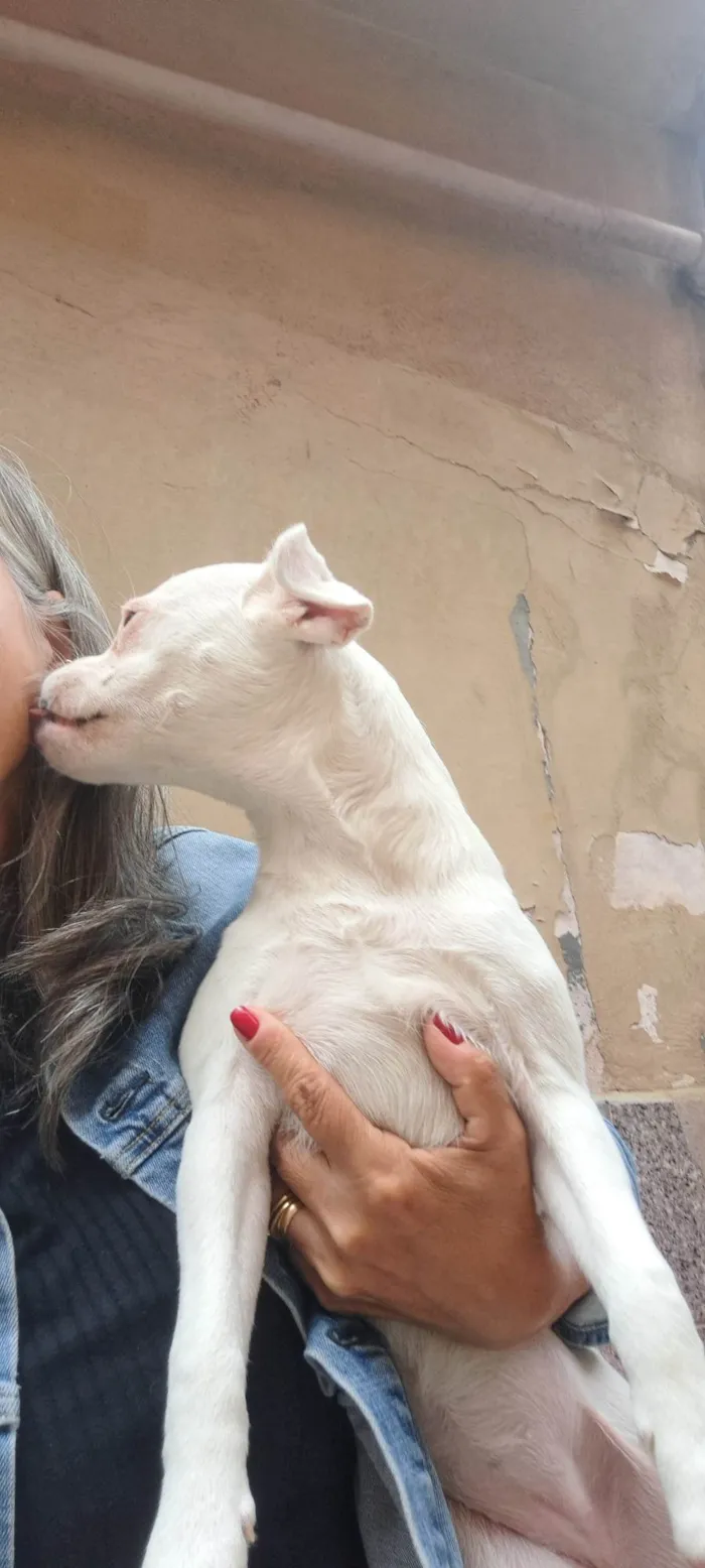 Cachorro ra a SRD-ViraLata idade 2 a 6 meses nome Kyra