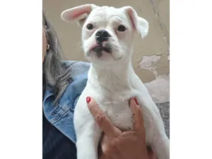 Cachorro raça SRD-ViraLata idade 2 a 6 meses nome Kyra