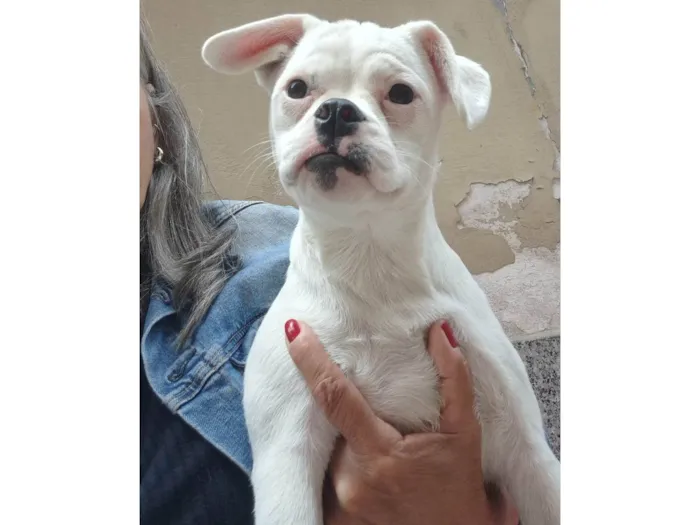 Cachorro ra a SRD-ViraLata idade 2 a 6 meses nome Kyra