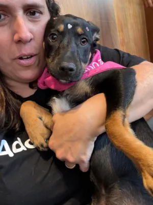 Cachorro raça SRD-ViraLata idade 7 a 11 meses nome Suri