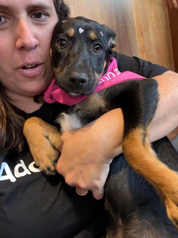 Cachorro ra a SRD-ViraLata idade 7 a 11 meses nome Suri