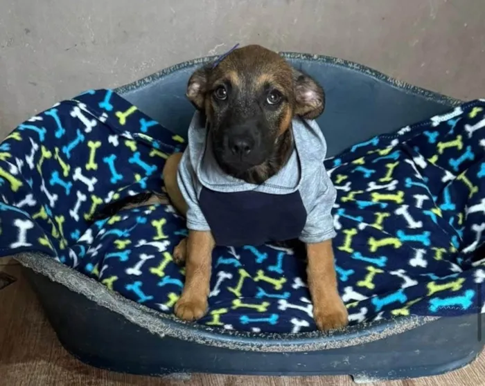 Cachorro ra a SRD-ViraLata idade 2 a 6 meses nome Itan