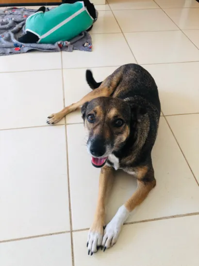 Cachorro raça SRD-ViraLata idade 3 anos nome Lua
