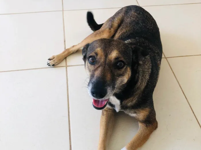 Cachorro ra a SRD-ViraLata idade 3 anos nome Lua