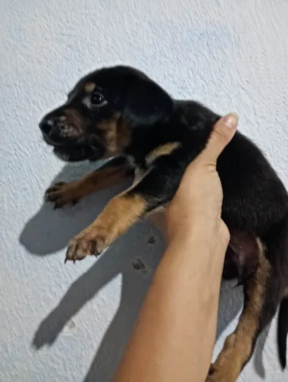 Cachorro raça SRD-ViraLata idade 2 a 6 meses nome Cachorrinho 