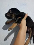 Cachorrinho