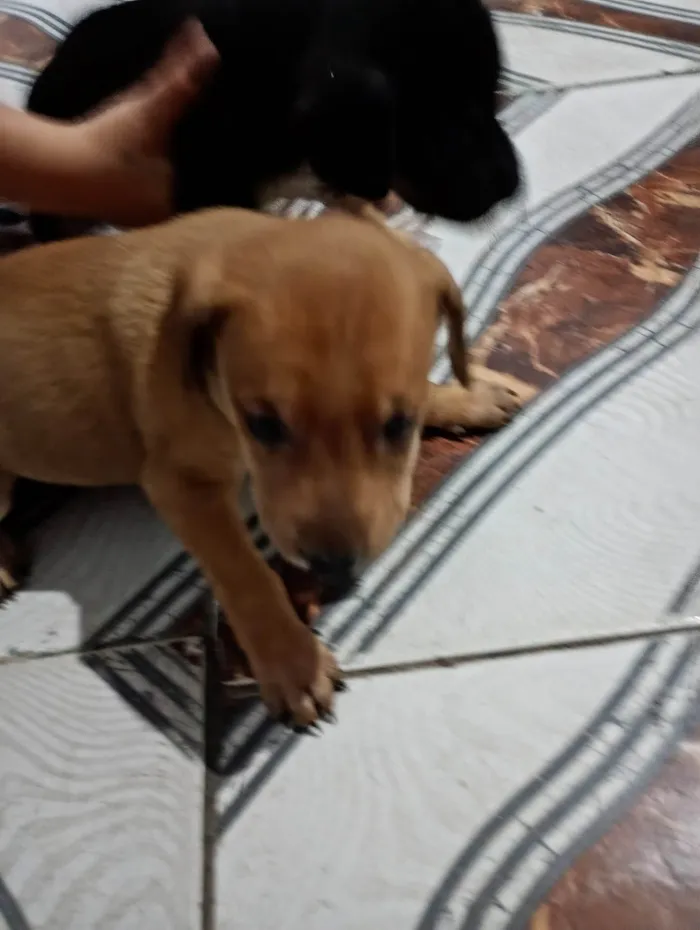 Cachorro ra a SRD-ViraLata idade 2 a 6 meses nome Amarelinha 