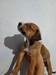 Amarelinha