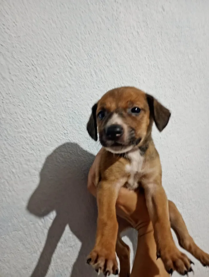Cachorro ra a SRD-ViraLata idade 2 a 6 meses nome Amarelinha 