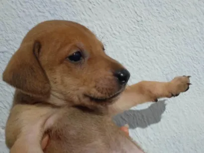 Cachorro raça SRD-ViraLata idade 2 a 6 meses nome Amarelinha 