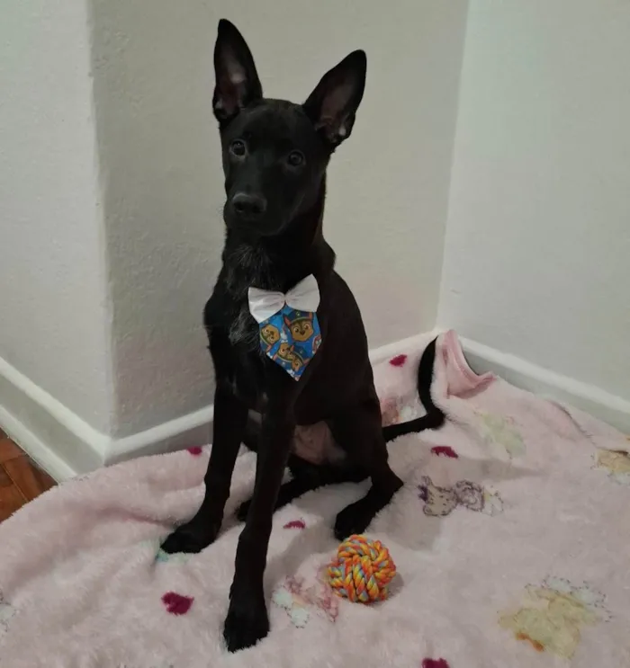 Cachorro ra a SRD-ViraLata idade 7 a 11 meses nome Bartolomeu