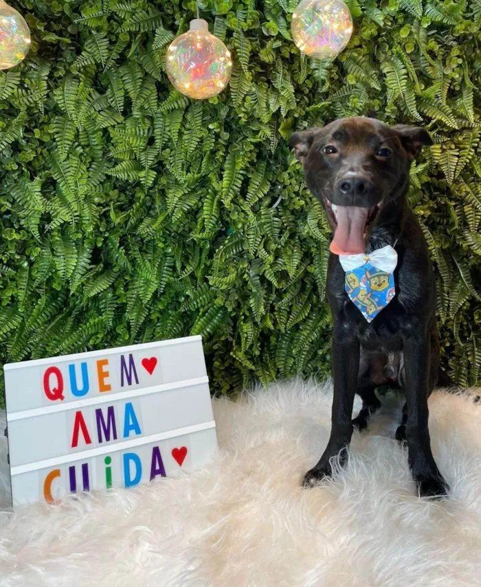Cachorro ra a SRD-ViraLata idade 7 a 11 meses nome Bartolomeu
