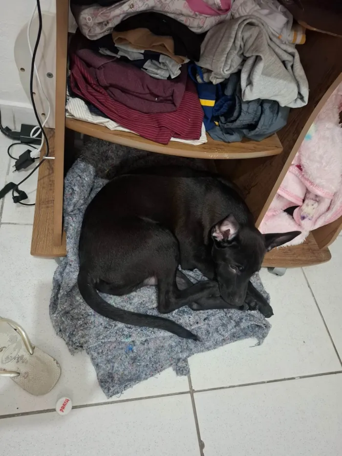 Cachorro ra a SRD-ViraLata idade 7 a 11 meses nome Bartolomeu