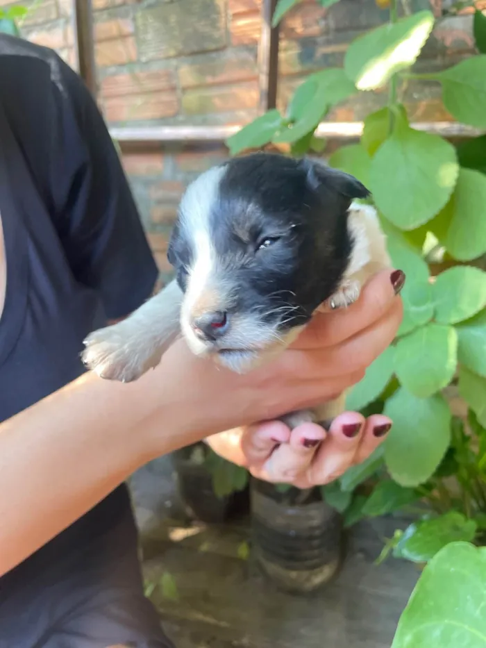 Cachorro ra a SRD-ViraLata idade Abaixo de 2 meses nome Não tem 