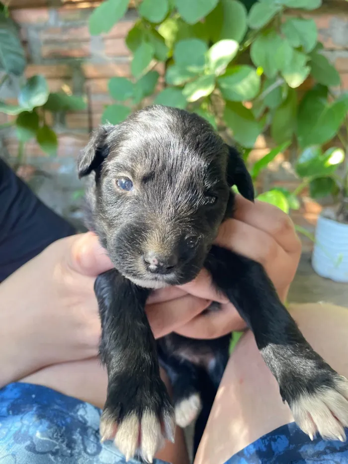 Cachorro ra a SRD-ViraLata idade Abaixo de 2 meses nome Não tem 