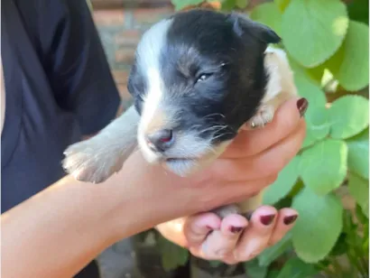 Cachorro raça SRD-ViraLata idade Abaixo de 2 meses nome Não tem 