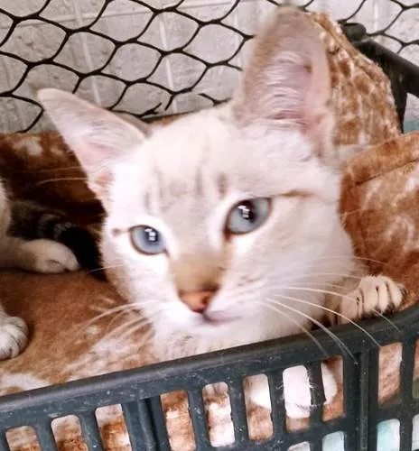 Gato ra a SRD-ViraLata idade 2 a 6 meses nome TICO MIX E TECO MIX (juntos ou separados)