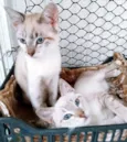 TICO MIX E TECO MIX (juntos ou separados)