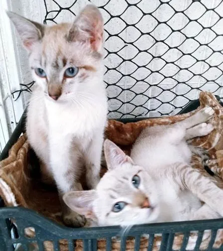 Gato ra a SRD-ViraLata idade 2 a 6 meses nome TICO MIX E TECO MIX (juntos ou separados)