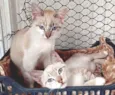 TICO MIX E TECO MIX (juntos ou separados)