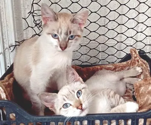 Gato ra a SRD-ViraLata idade 2 a 6 meses nome TICO MIX E TECO MIX (juntos ou separados)