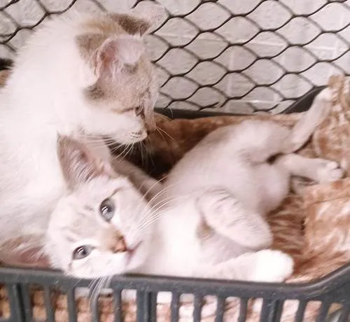 Gato ra a SRD-ViraLata idade 2 a 6 meses nome TICO MIX E TECO MIX (juntos ou separados)