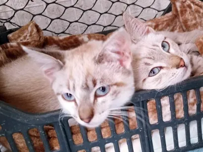 Gato raça SRD-ViraLata idade 2 a 6 meses nome TICO MIX E TECO MIX (juntos ou separados)