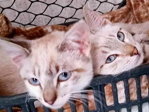 Gato ra a SRD-ViraLata idade 2 a 6 meses nome TICO MIX E TECO MIX (juntos ou separados)