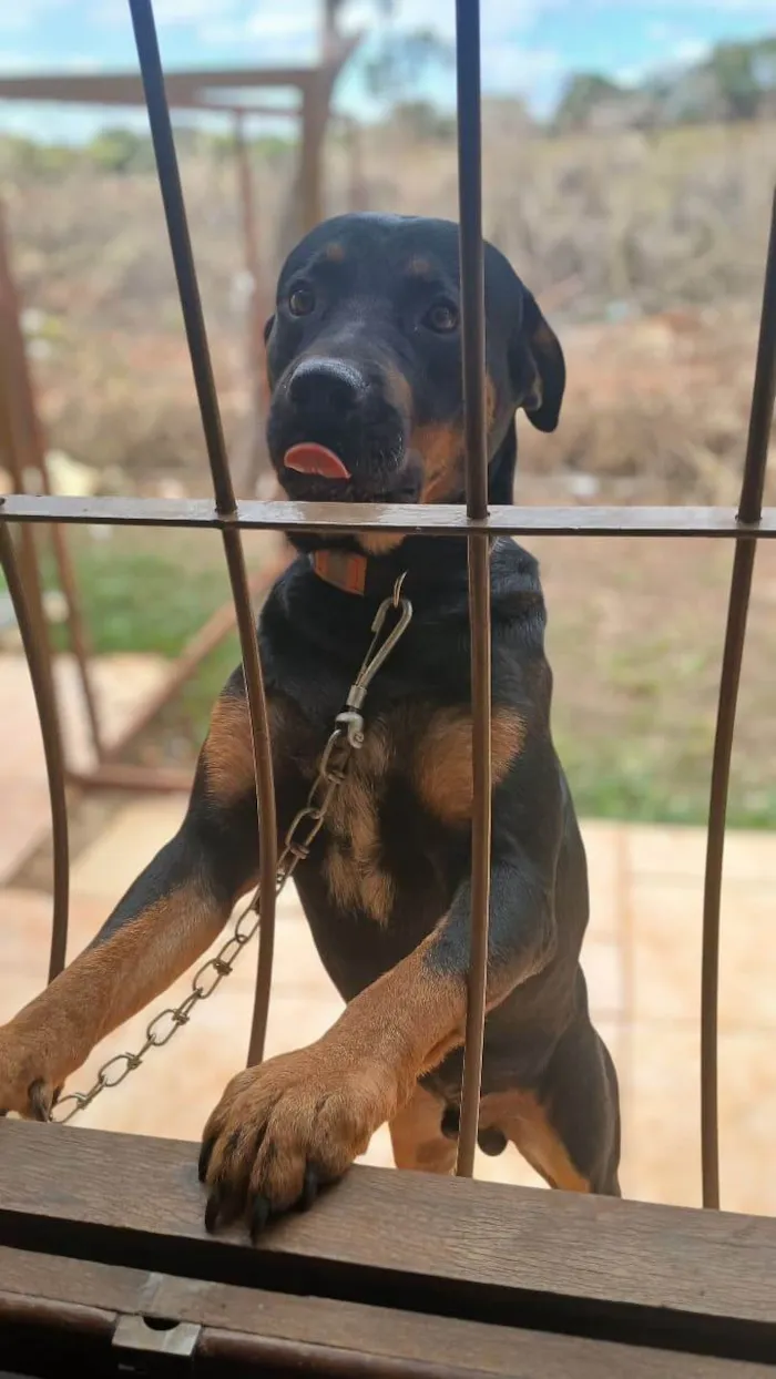 Cachorro ra a Rottweiler idade 7 a 11 meses nome Zion