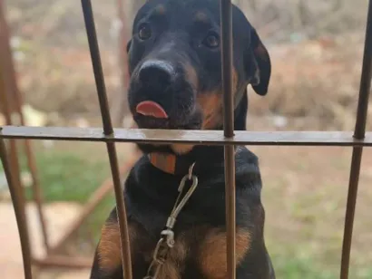 Cachorro raça Rottweiler idade 7 a 11 meses nome Zion