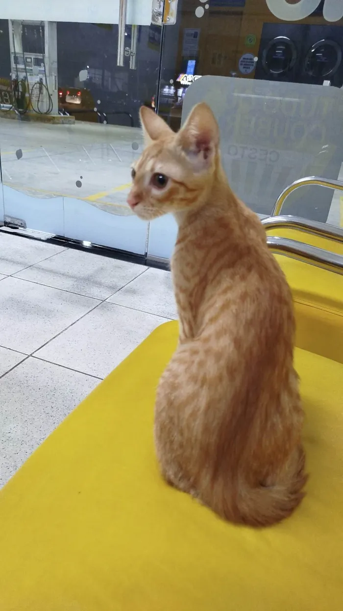 Gato ra a SRD-ViraLata idade 2 a 6 meses nome Robert 