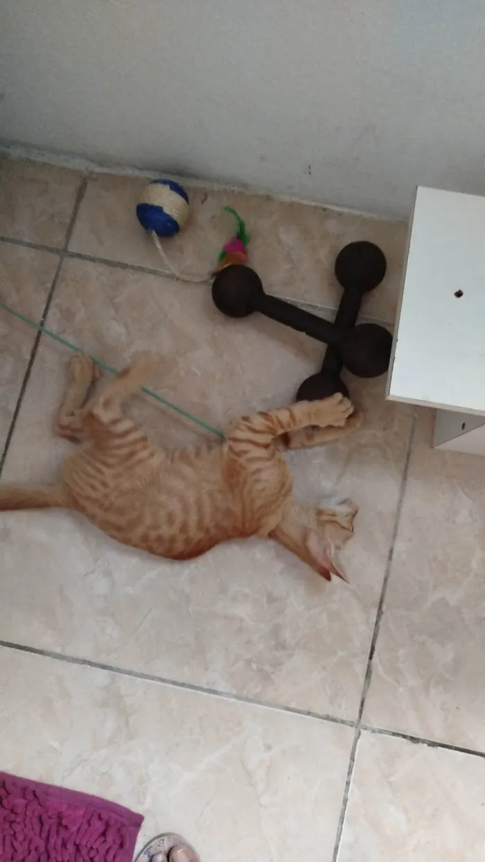 Gato ra a SRD-ViraLata idade 2 a 6 meses nome Robert 