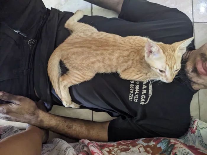 Gato ra a SRD-ViraLata idade 2 a 6 meses nome Robert 